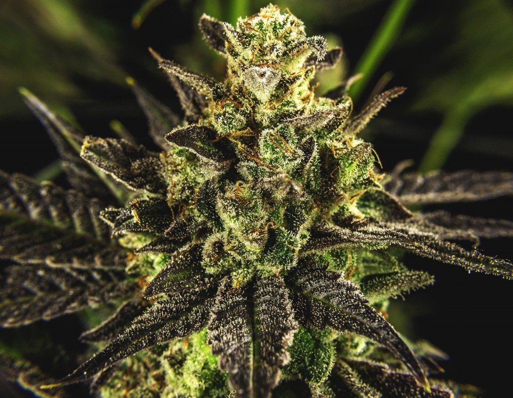 marijuana laws